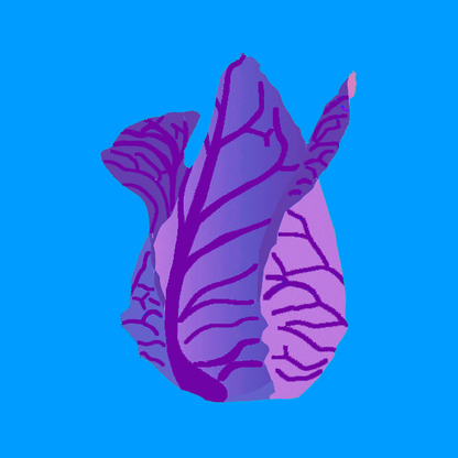 Organic Kalibos cabbage