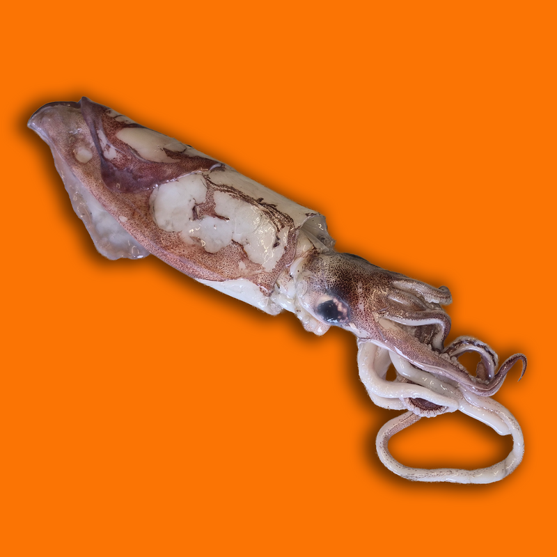 Wild squid