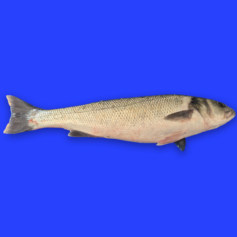 Line caught whole wild bass