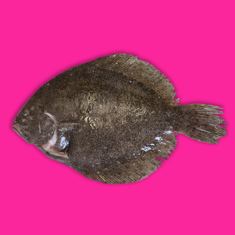 Wild whole brill