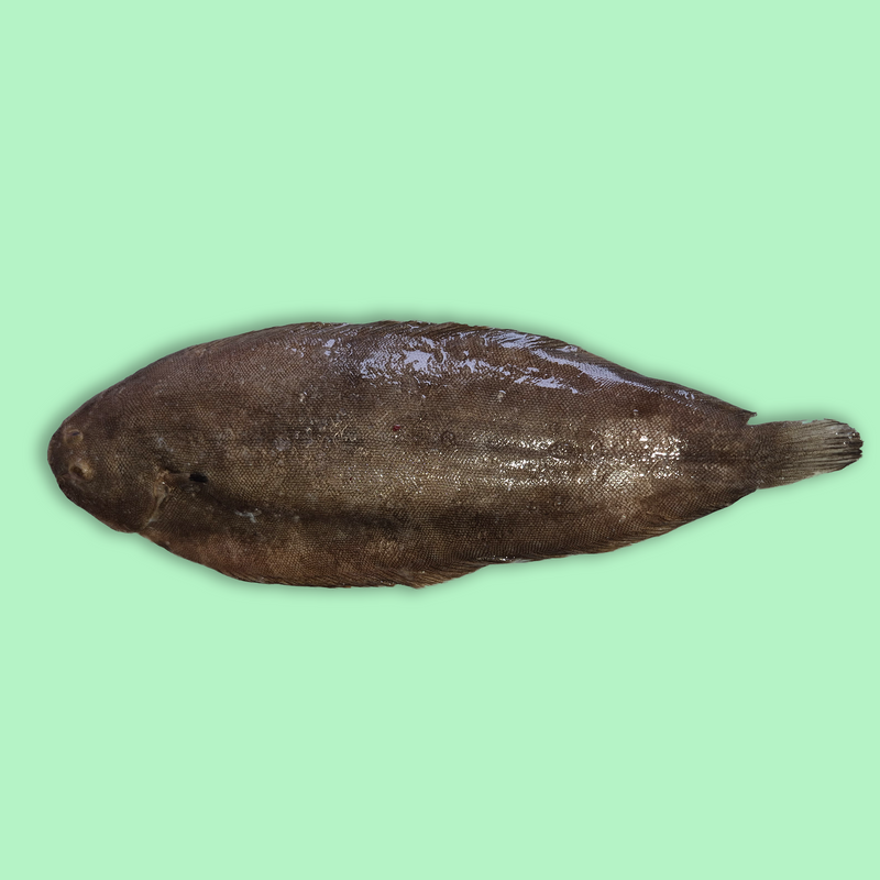 Wild Dover sole