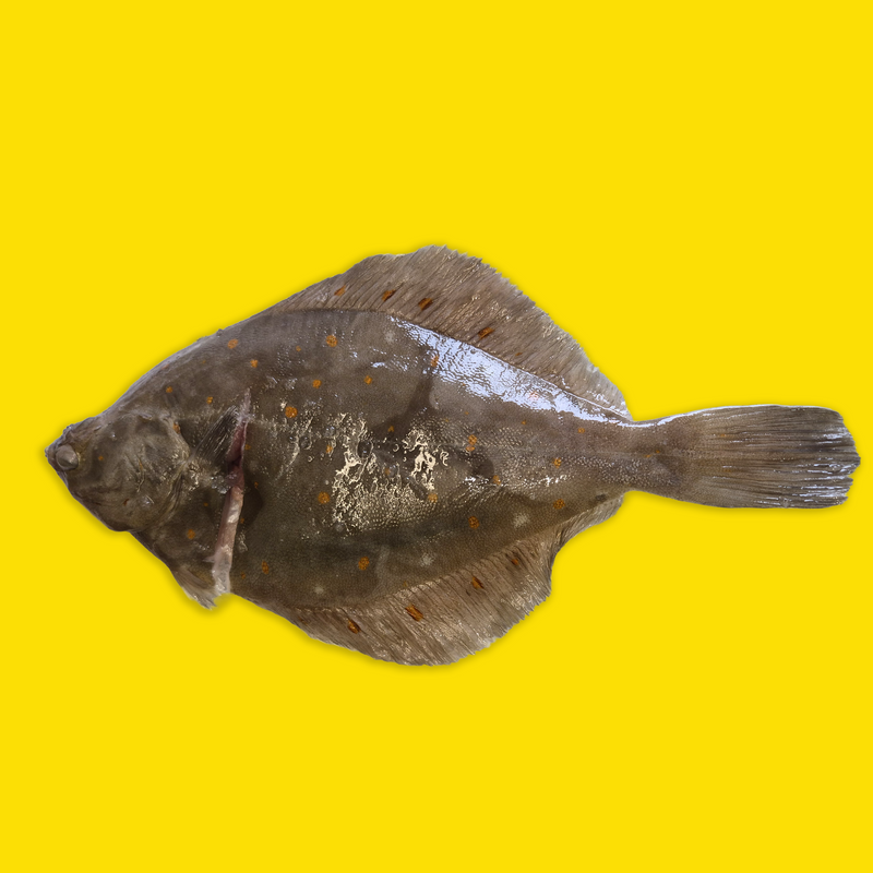 Whole wild plaice