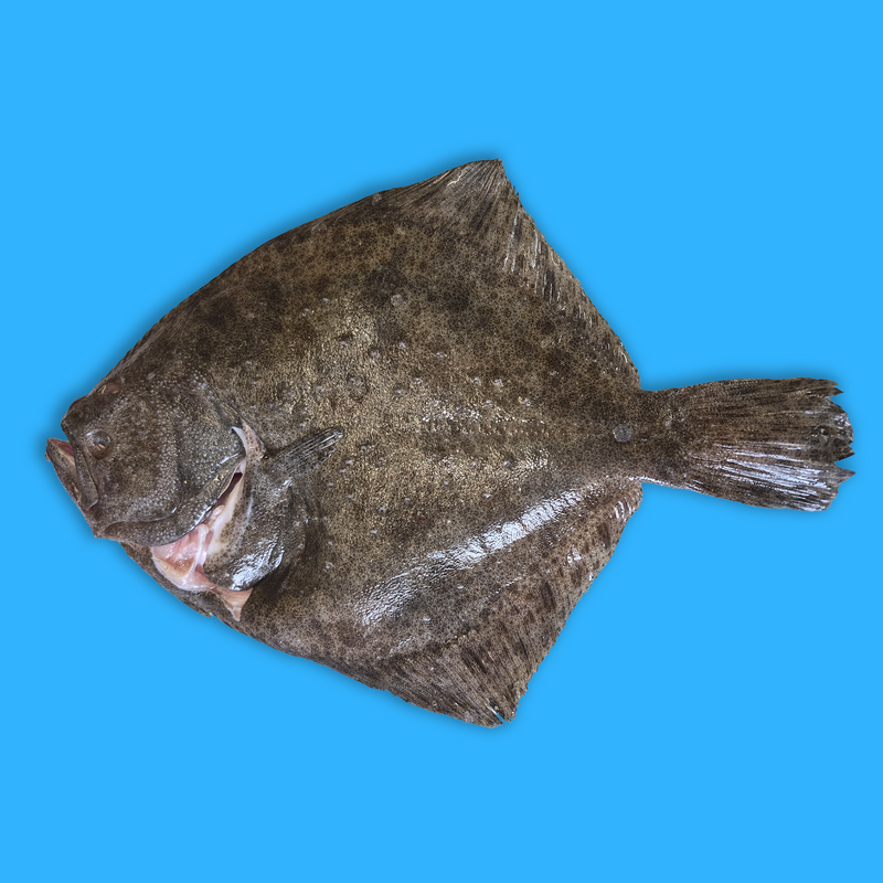 Wild turbot