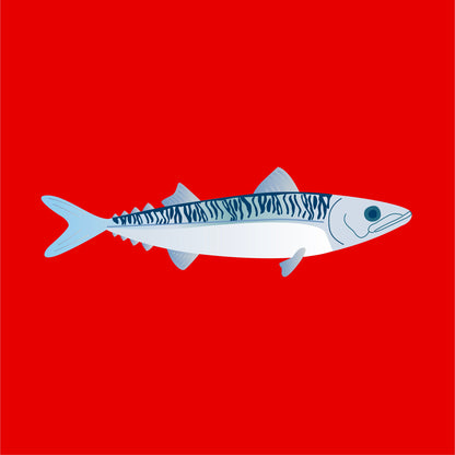 Frozen wild mackerel