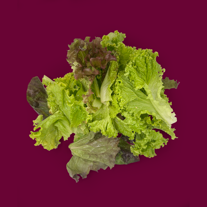 Organic mixed lettuce leaves