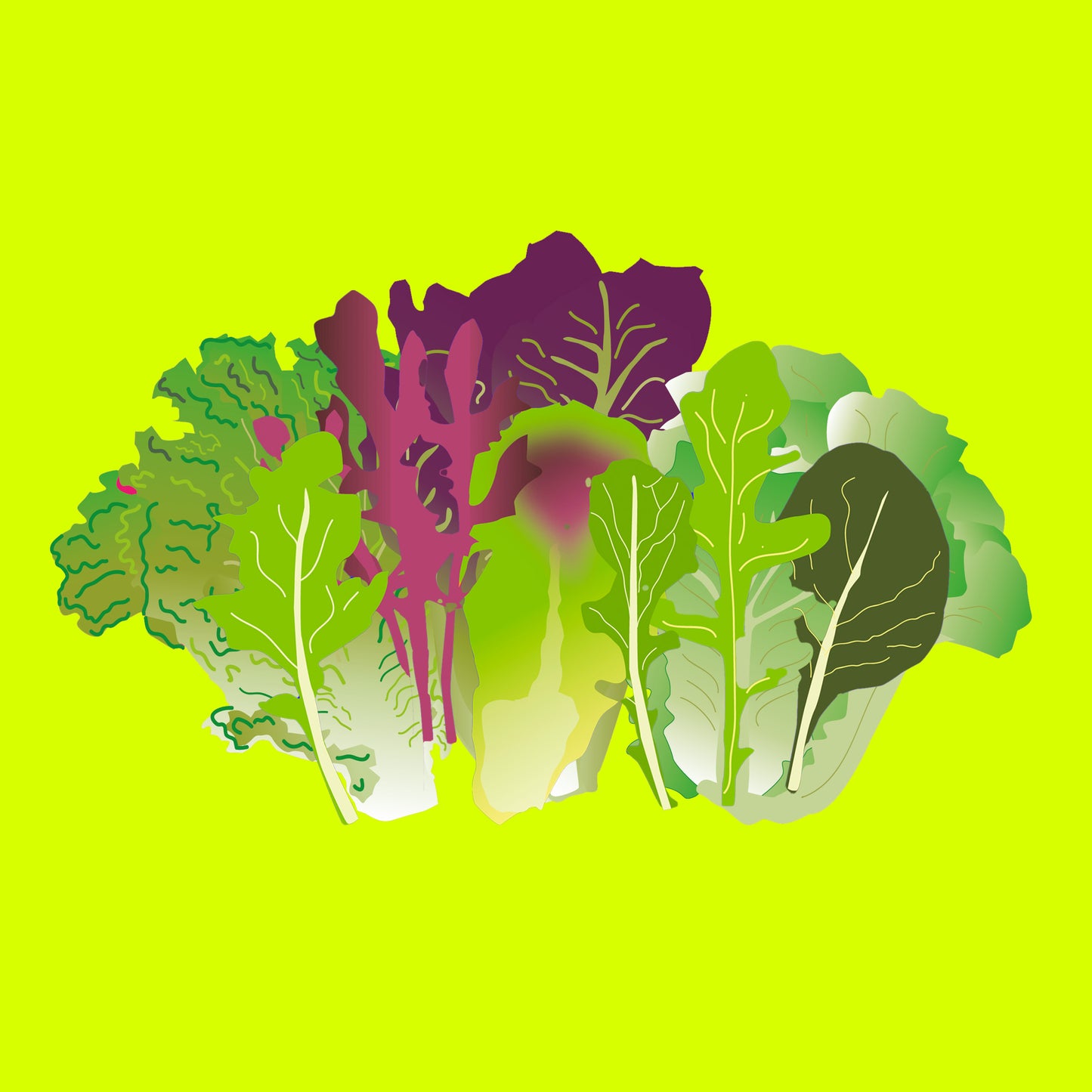 Illustration of mixed salad and herb bag, fresh green leaves and herbs.