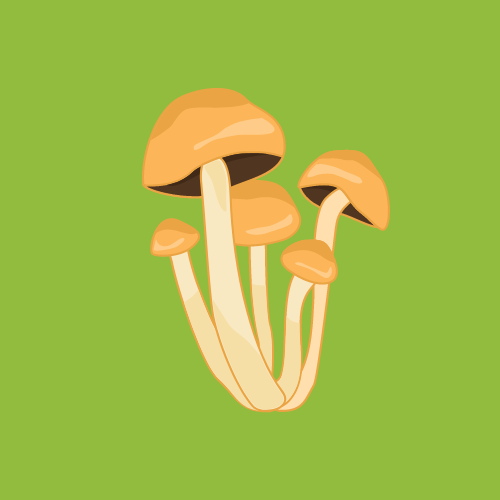 Organic Butterscotch Mushrooms