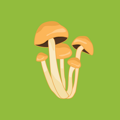 Organic Butterscotch Mushrooms