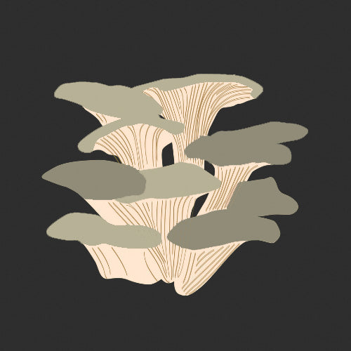 Organic grey oyster mushrooms