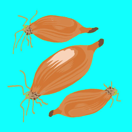 Illustration of organic French shallots, small purple bulbs with papery skin.