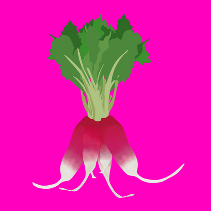 Fresh organic breakfast radish bunch with long red roots and crisp green leaves.