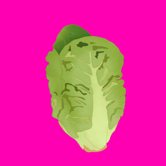 Fresh organic little gem lettuce heads with crisp green leaves