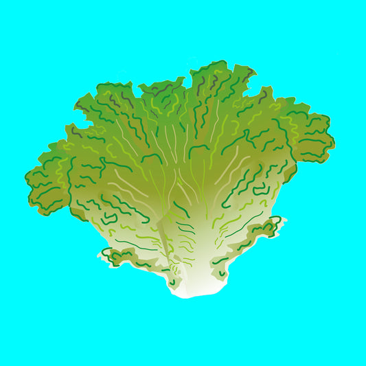 Illustration of organic oakleaf green lettuce, tender green leaves with a soft texture.