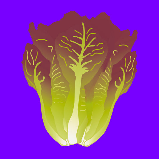 Illustration of organic oakleaf red lettuce, tender burgundy leaves with a soft texture.