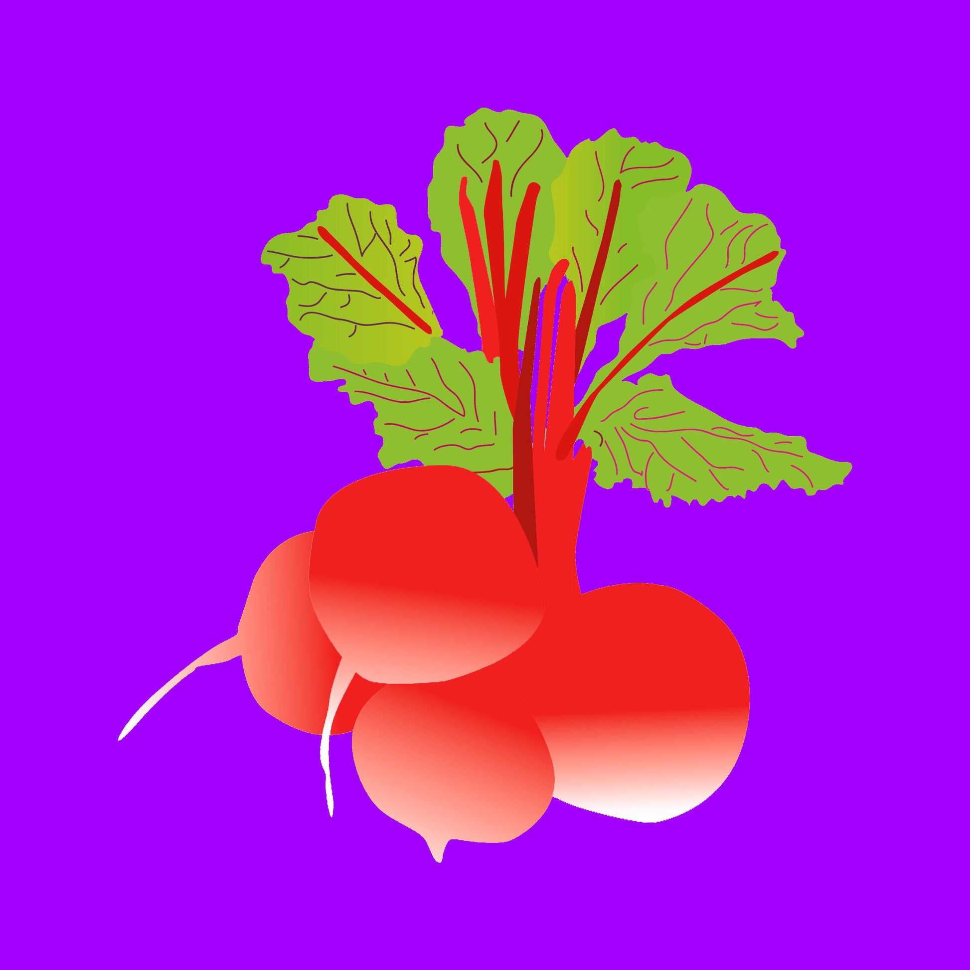 Fresh organic red radish bunch with vibrant red bulbs and leafy green tops.