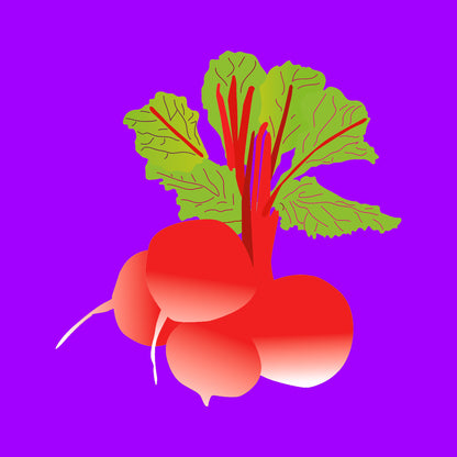 Fresh organic red radish bunch with vibrant red bulbs and leafy green tops.