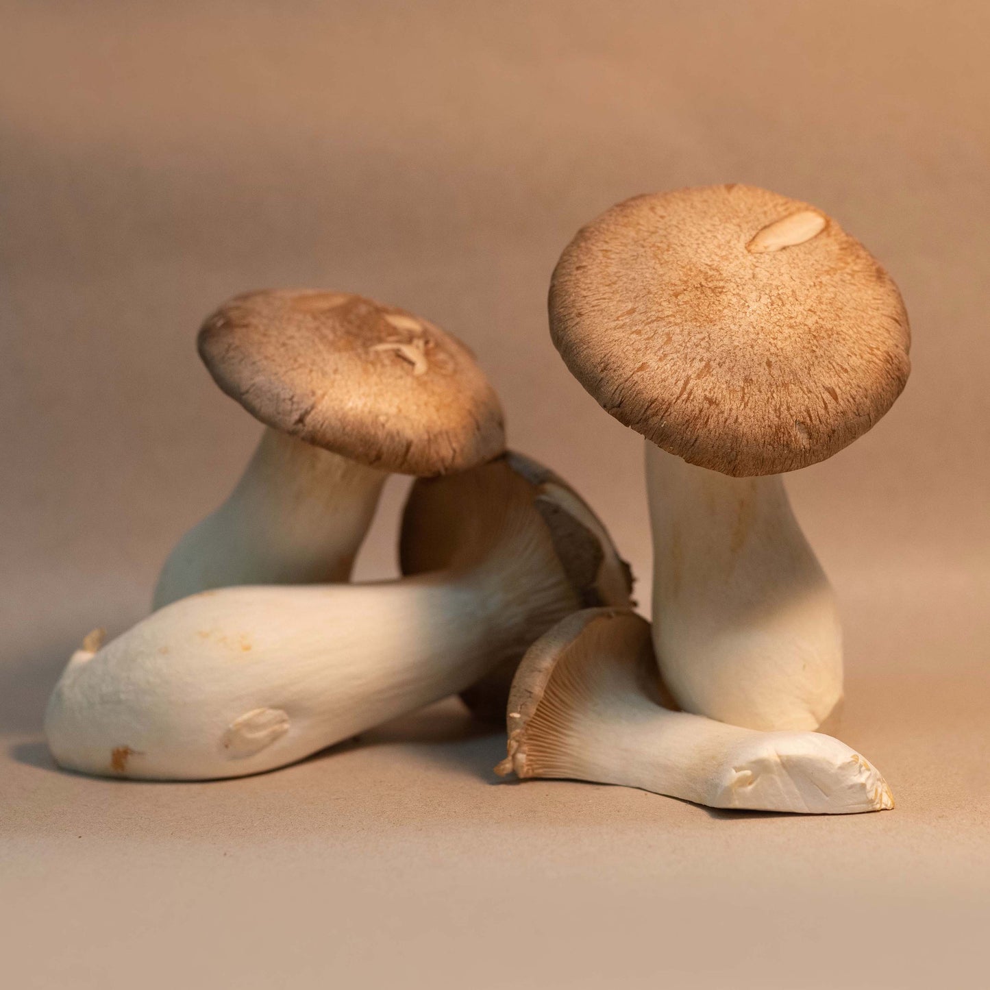 Organic King Oyster Mushrooms