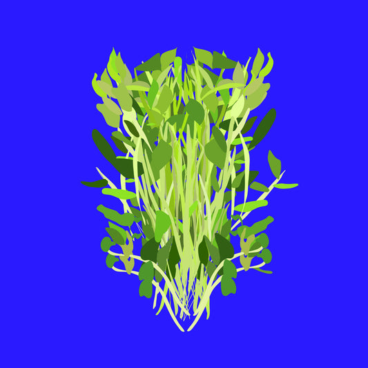 Organic pea shoots