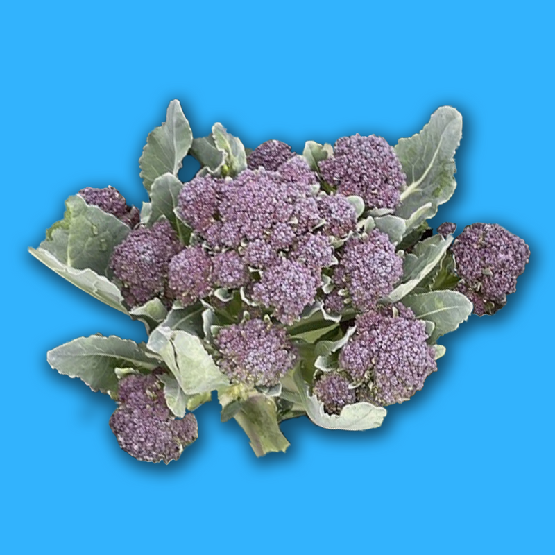 Organic purple sprouting broccoli