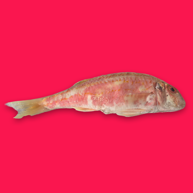 Wild red mullet
