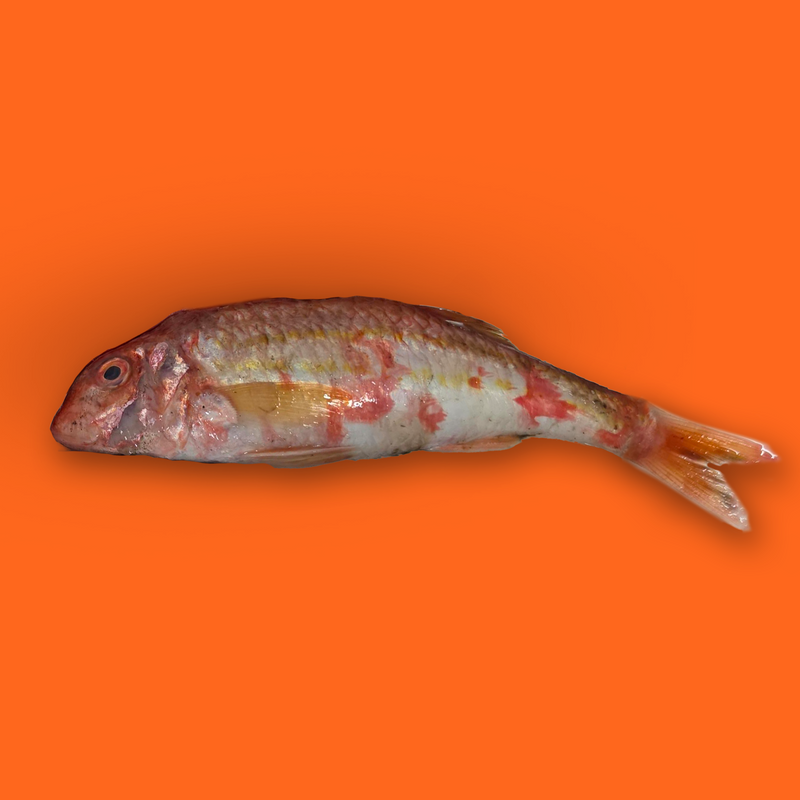 Frozen wild whole red mullet