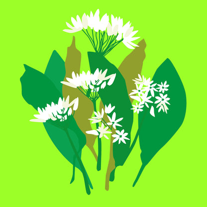 Organic wild garlic