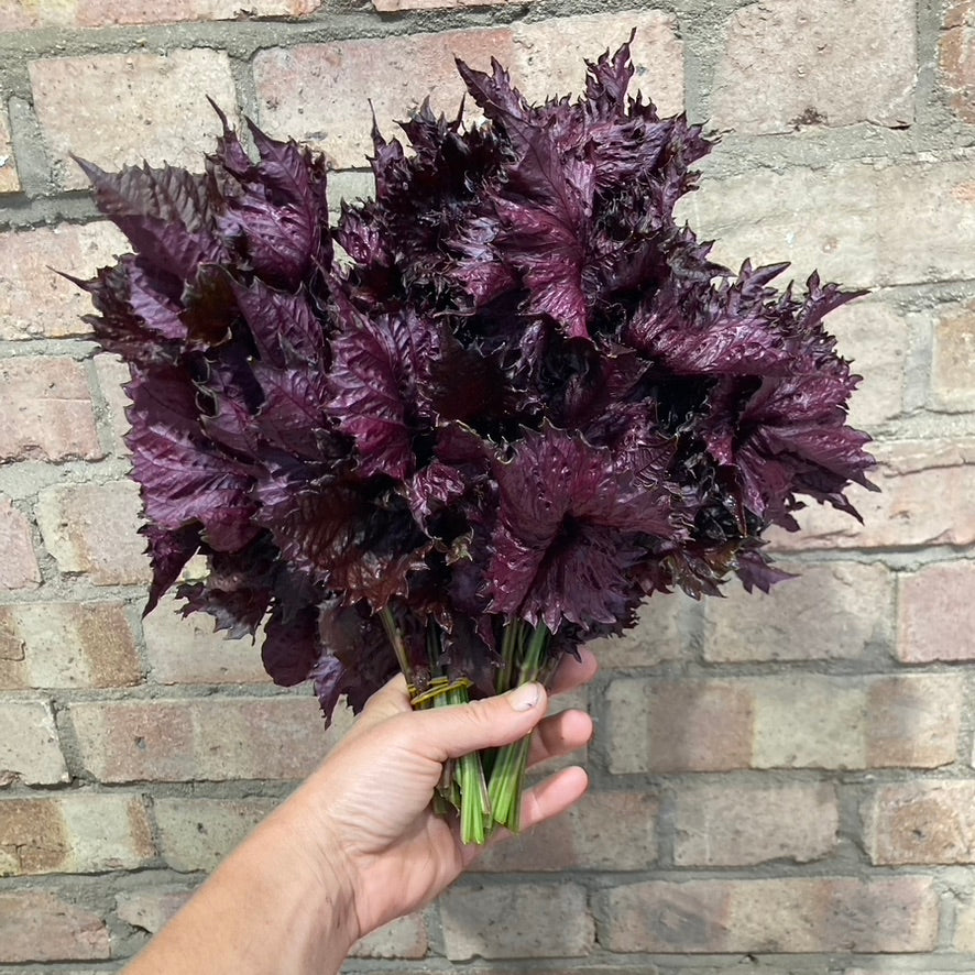 Organic red shiso leaves