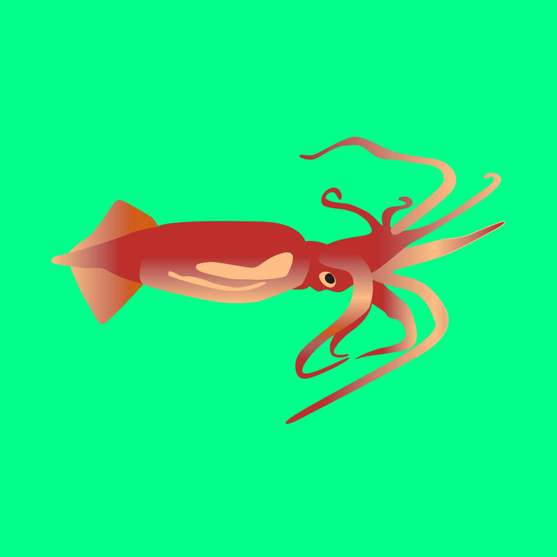 Frozen wild squid