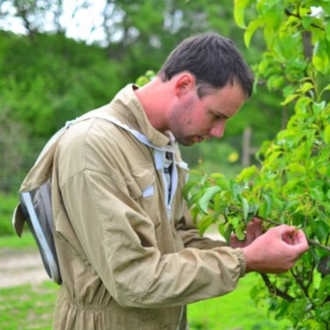 Biodynamic organic purslane