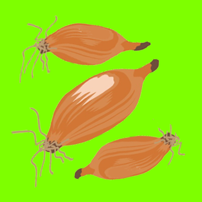 Organic Tosca onions