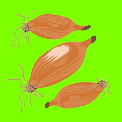 Organic Tosca onions