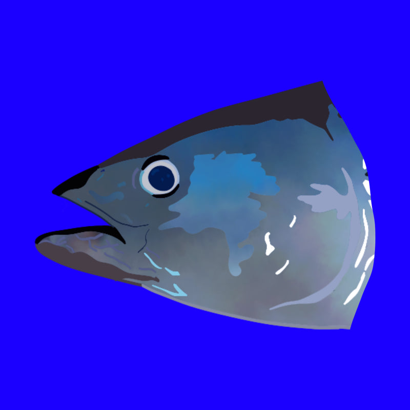 Ike jime line caught wild bluefin tuna half head