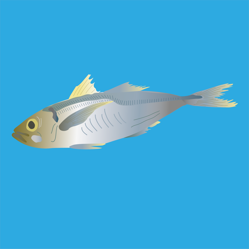 Frozen wild horse mackerel fillets