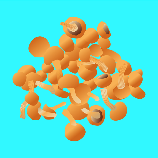 Organic butterscotch mushrooms