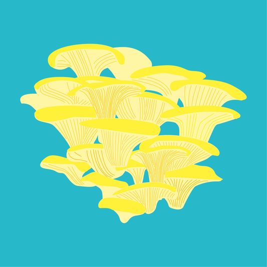Organic Yellow Oyster Mushrooms