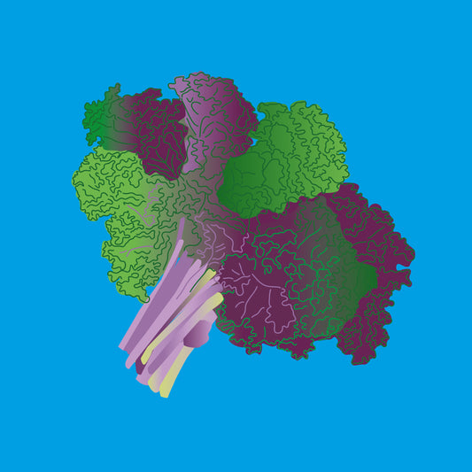 Organic Purple Kale