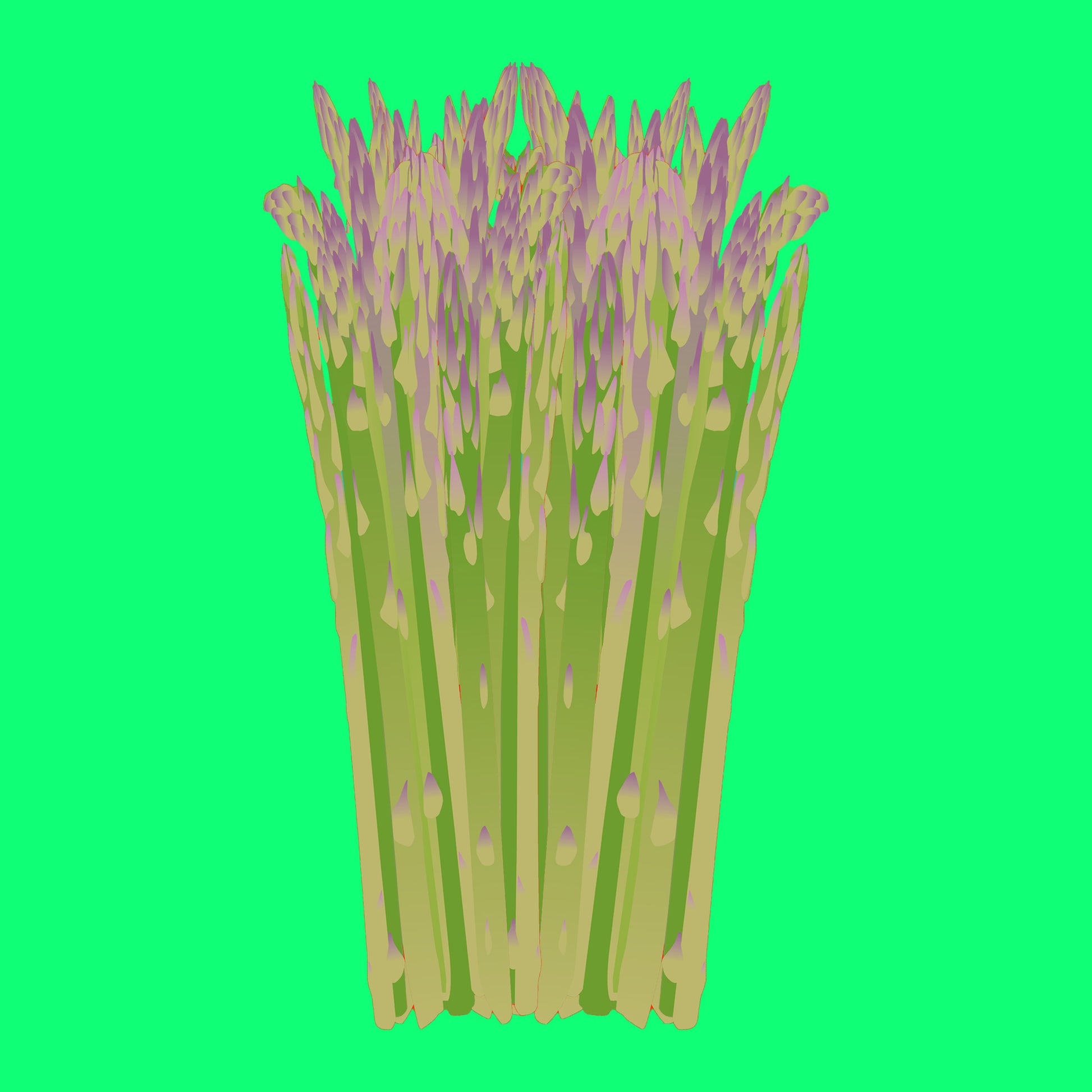 Illustration of wild asparagus, slender green asparagus spears with delicate purple tips.
