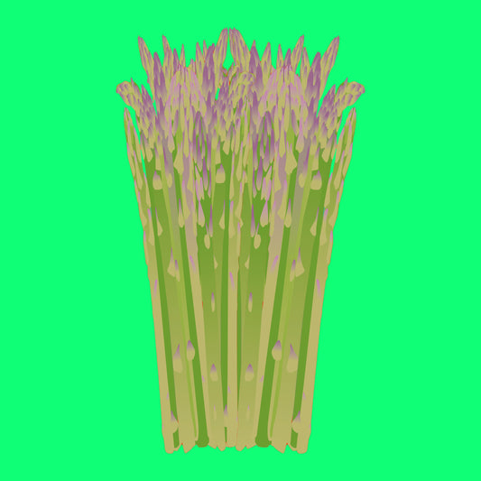 Illustration of wild asparagus, slender green asparagus spears with delicate purple tips.
