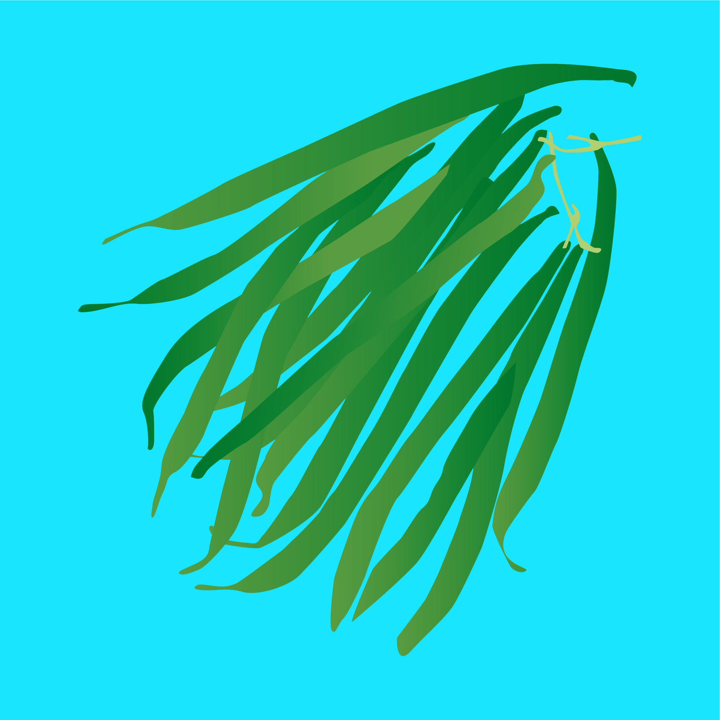Organic French beans