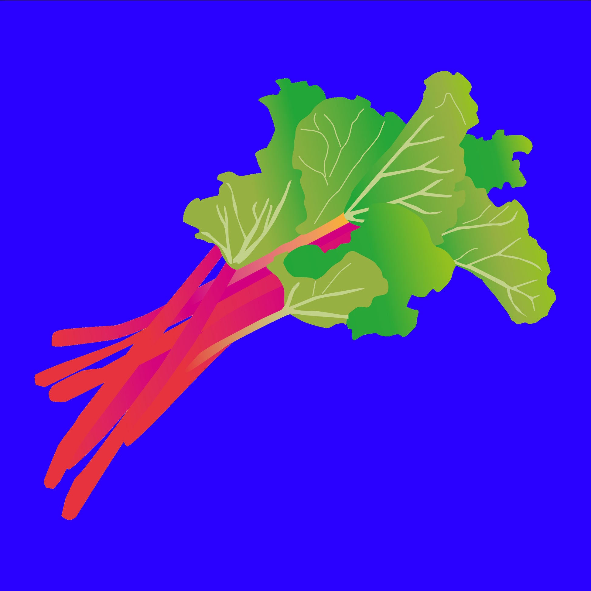 Illustration of rhubarb, fresh pink stalks with green leaves.