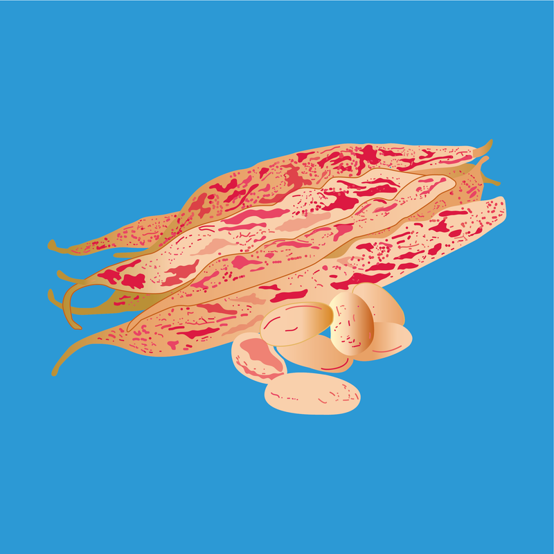 Organic borlotti beans