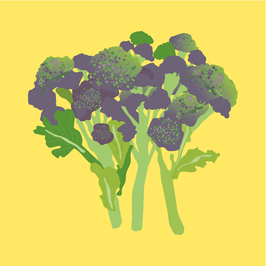 Organic Purple Sprouting Broccoli