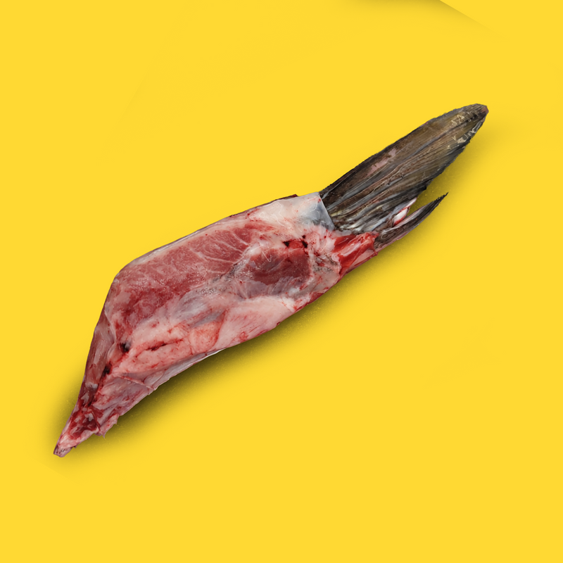 Ike Jime line caught wild bluefin tuna belly fin