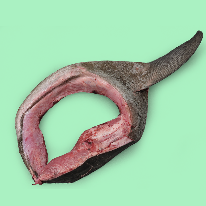 Ike jime line caught wild bluefin tuna collar