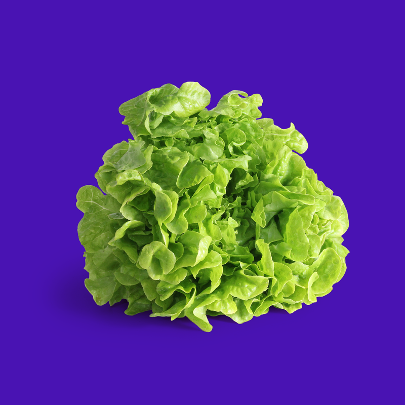 Organic oakleaf green lettuce