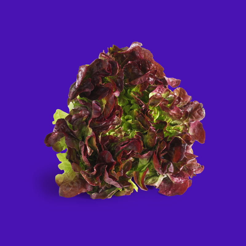 Organic oakleaf red lettuce