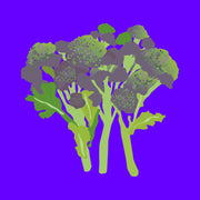 Illustration of purple sprouting broccoli, fresh green stems with vibrant purple florets.