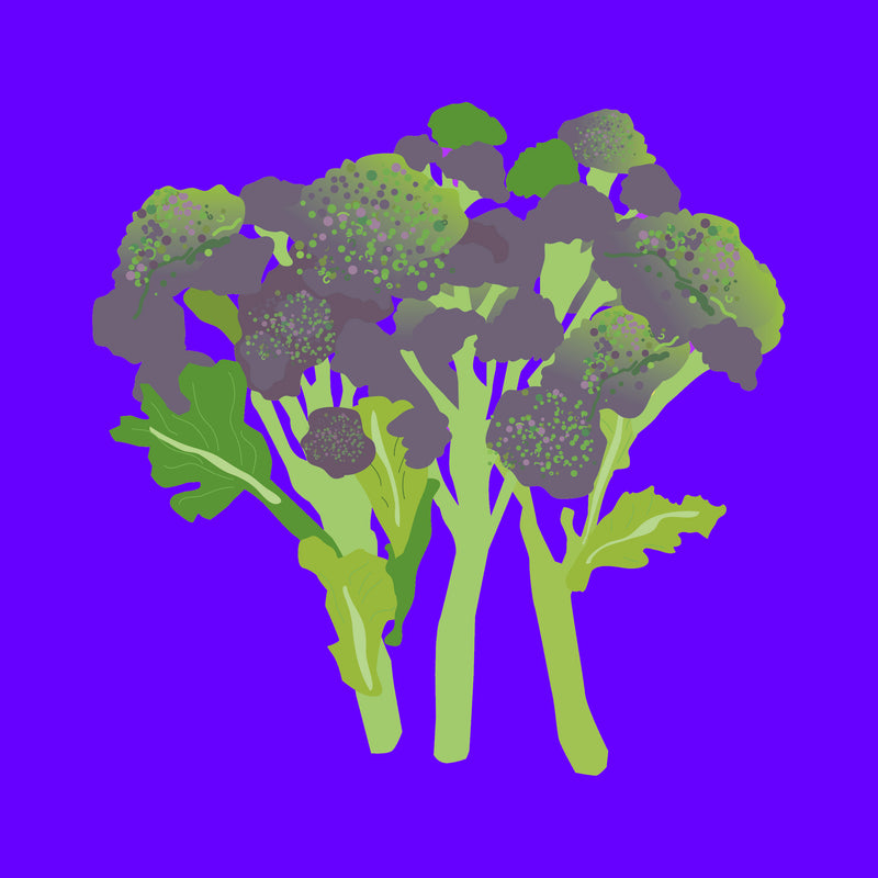 Illustration of purple sprouting broccoli, fresh green stems with vibrant purple florets.