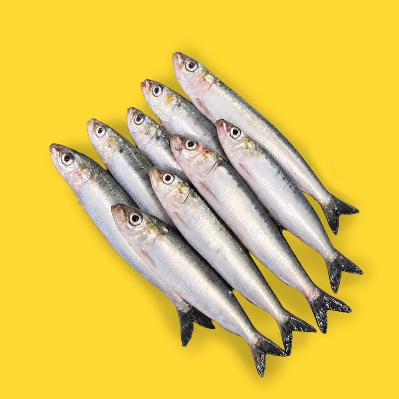 Frozen wild whole sardines