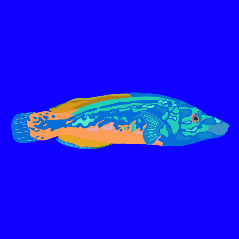 Frozen wild wrasse fillets